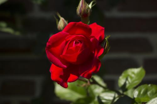 鲜花,花的特写,花朵,玫瑰,红色玫瑰,植物花卉鲜艳的红色玫瑰图片 鲜花